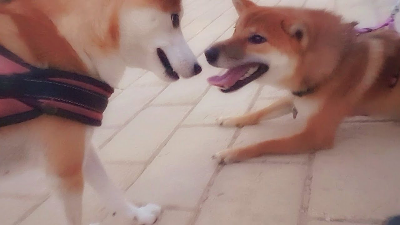 Mila & Suki finally meet! Shiba Inu puppies