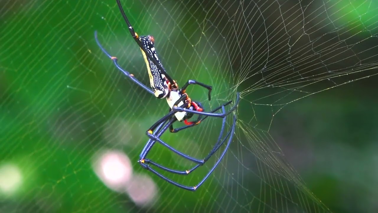 Golden Web Spider in Action 🕷️ Amazing Spider Activities