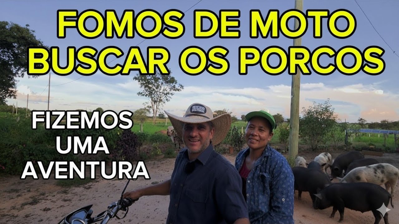 COMPREI 3 PORCOS / MEU VIZINHO VENDEU A CHÁCARA 