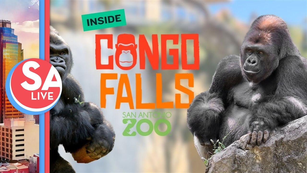 Inside the record-breaking new Congo Falls at the San Antonio Zoo