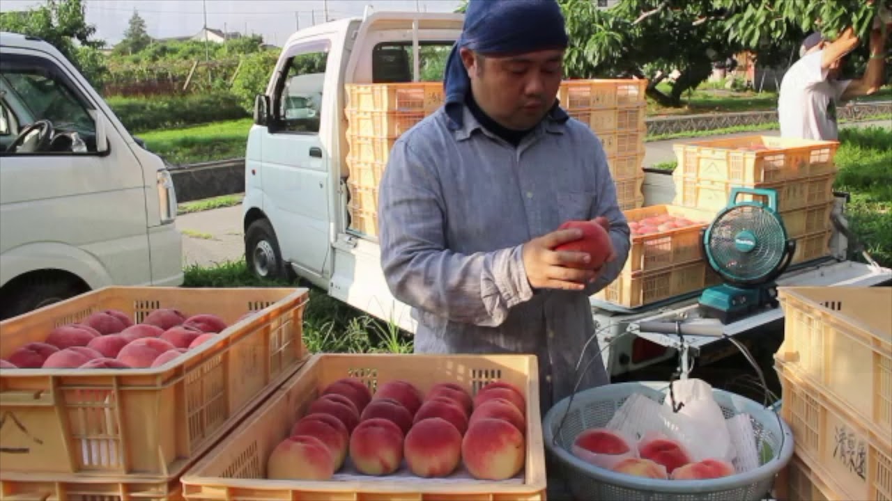 清果園　桃の収穫2019年7月