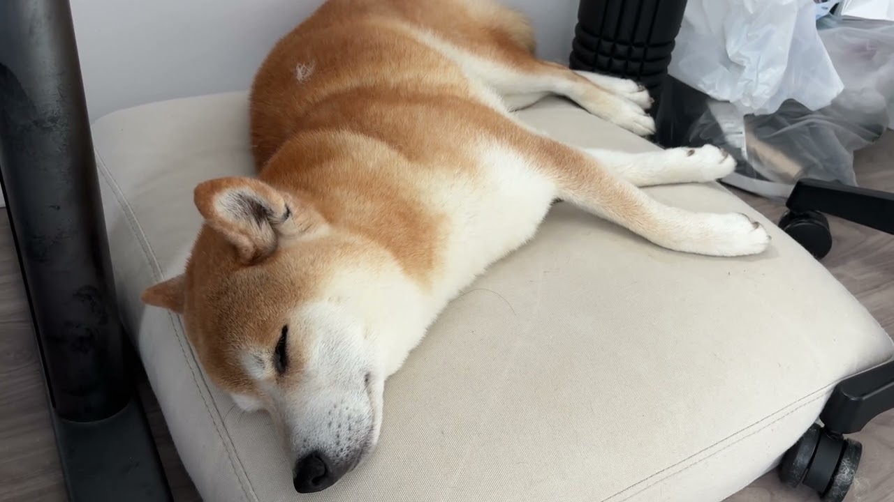 Shiba Inu Looks Like He’s Running in His Sleep