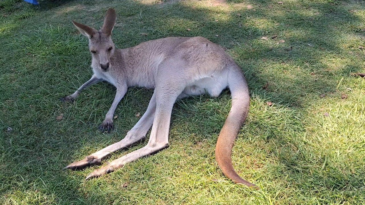방해하지 말아 주세요 Sleepy Kangaroos | Australia