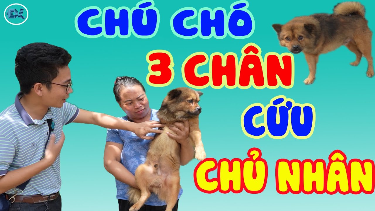Cô chủ được sống nhờ cưu mang chú chó 3 chân - ĐÔC LẠ BÌNH DƯƠNG