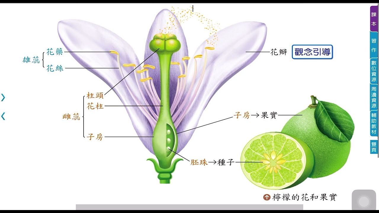 子房發育成果實  胚珠發育成種子 子房 果實 胚珠 種子 ￼康軒113下 五下自然  頁84  ￼￼僅供教學使用 ￼插角背書哥 金敏背書姐