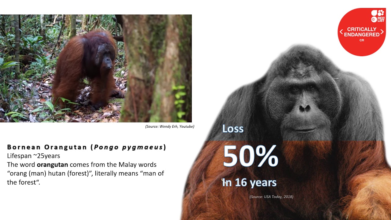 Lowland Rain Forest Borneo