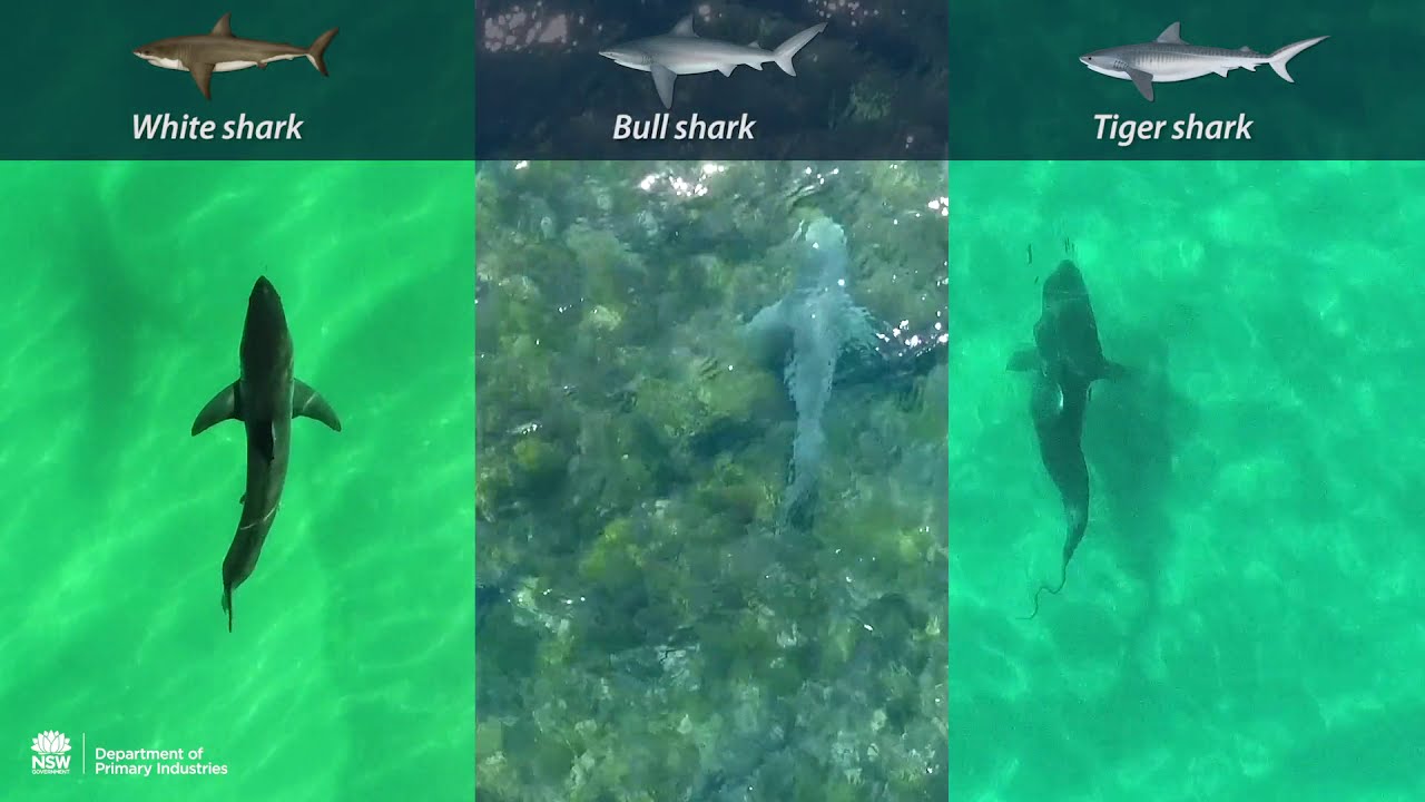Typical movements of White, Tiger and Bull sharks