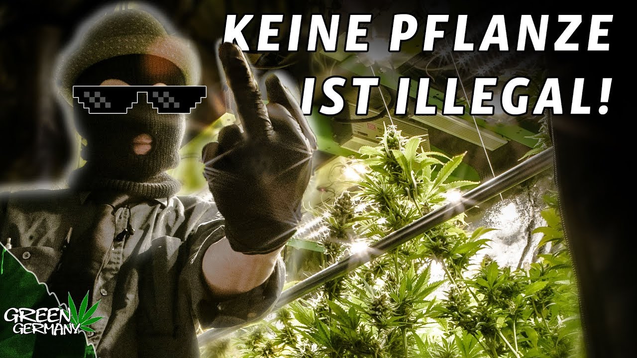 Wieso Harri ILLEGAL Gras ANBAUT...