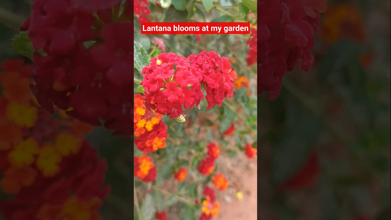 Красная лантана в полном цвету в моем саду #шорты #сад #лантана