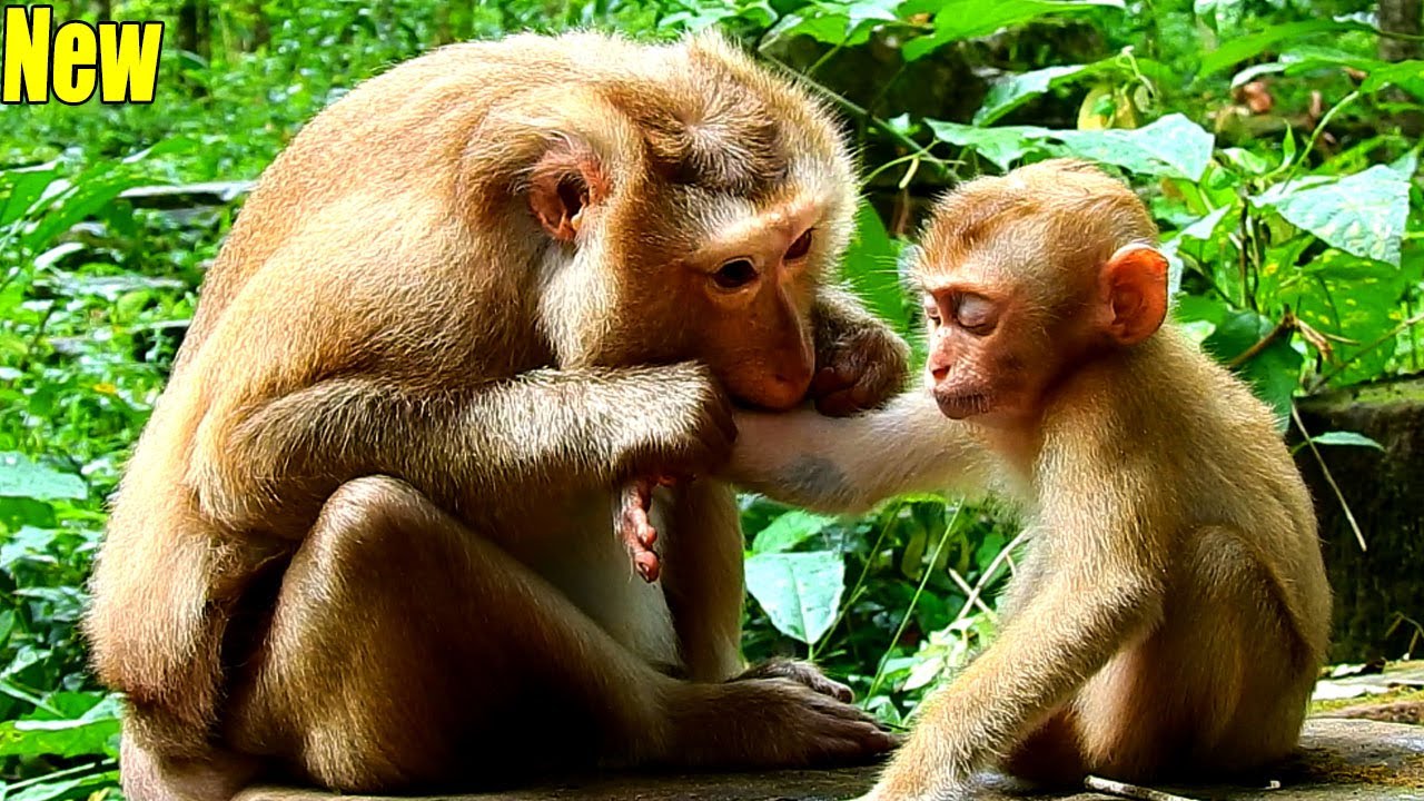 Brilliantly! Adopted Mom Ashley Came To Groom Baby Monkey Bruno.