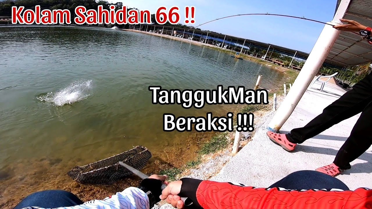 KOLAM SAHIDAN 66 PAROI || CASTING SIAKAP || TARIKAN PADU SIAKAP BAGONG || REEL LANDBASE HERO 800.