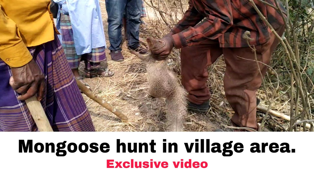 Mongoose hunt in village area.It is very interesting hunting video.