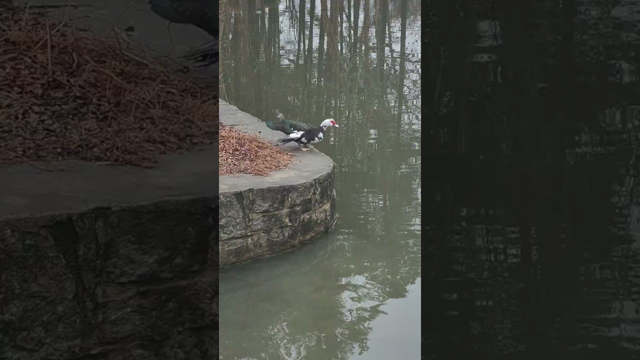 Mr. Broken Winged Duck is trying his best to jump in the pond, with the other ducks.