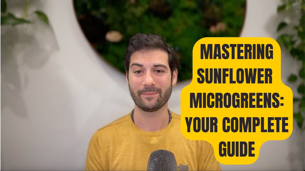 How To Grow Sunflower Microgreens (for Beginners)