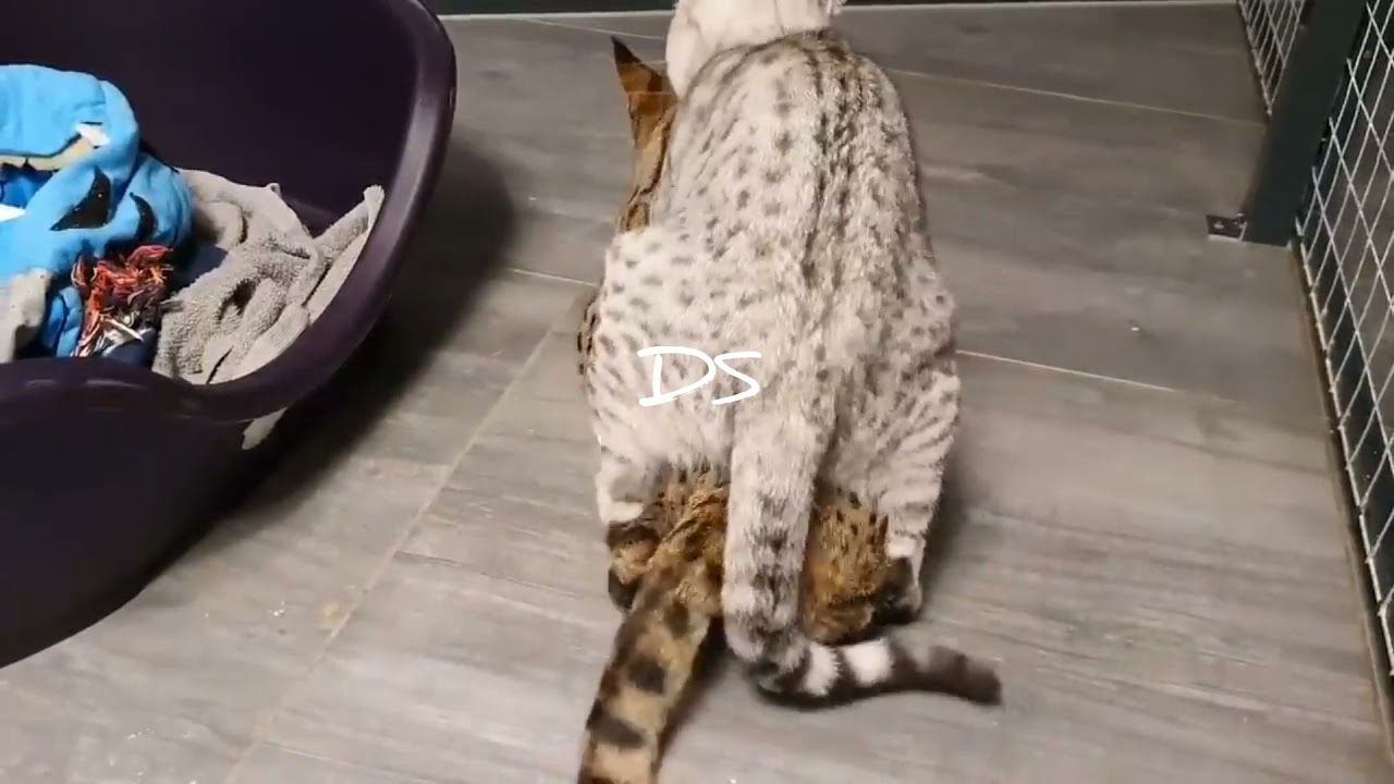 Cara Kucing hutan kawin