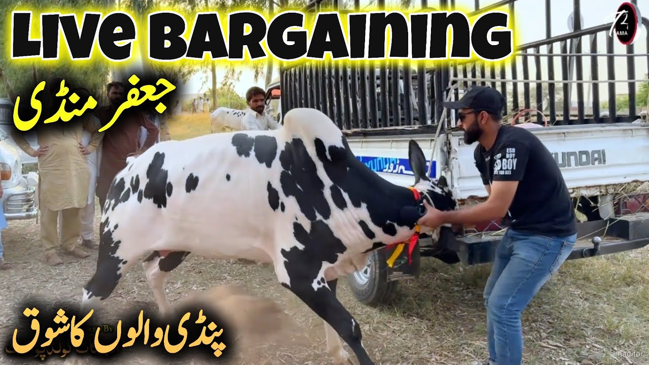 Jaffar Mandi 2024 latest updates - dangerous fateh jang Bull 2024 - Qurbani 2024 - jaffar updates