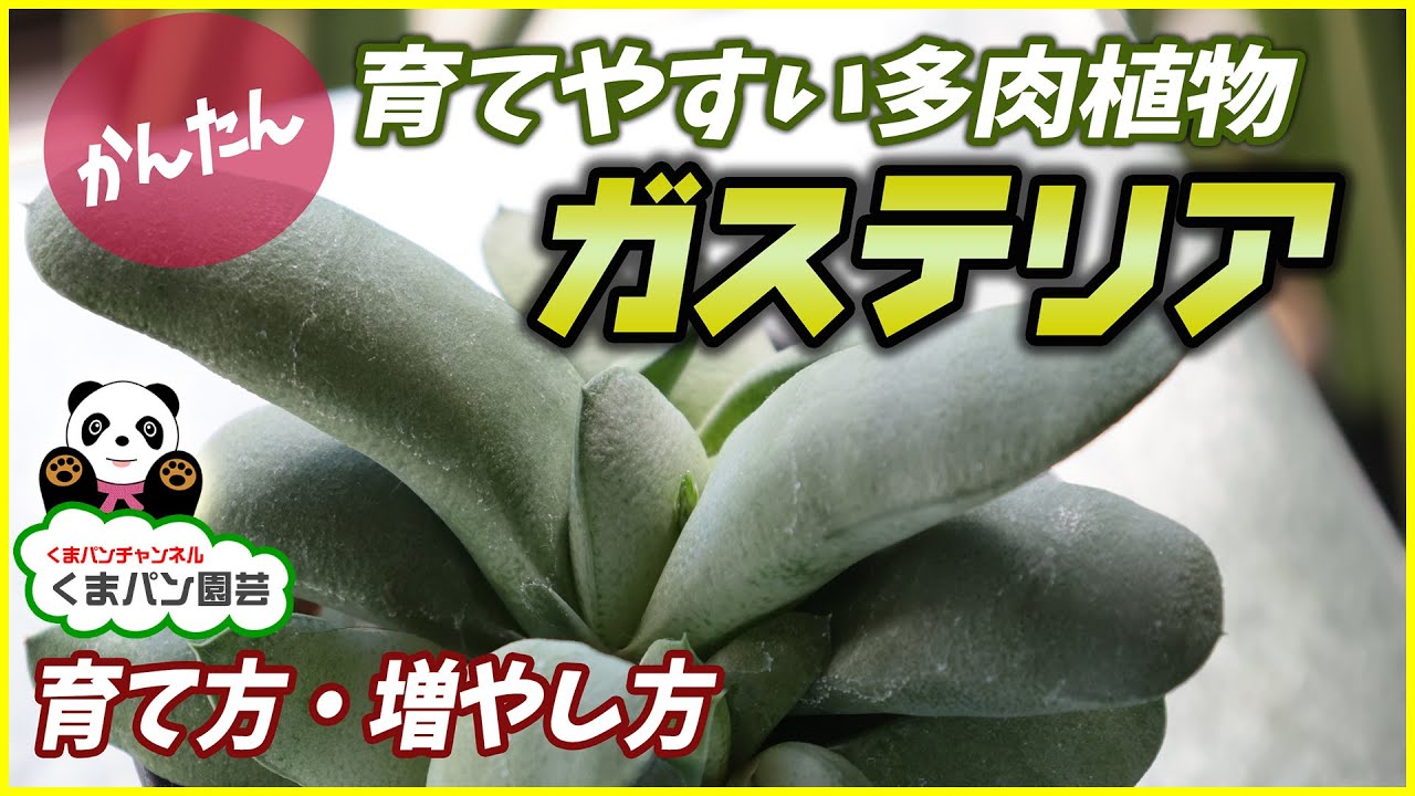 【多肉植物】簡単に増える♪ガステリアの育て方・増やし方
