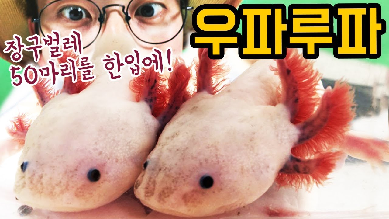 우파루파 관찰,  장구벌레 50마리를 한 입에?! 살아있는 포켓몬 _ 에그박사와 곤충친구들