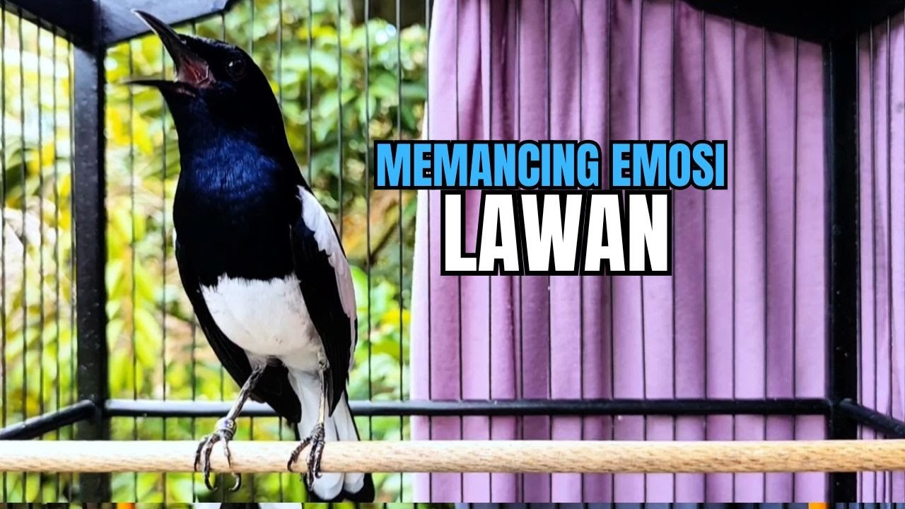 PANCINGAN KACER bahan SUSAH bunyi, KACER GACOR NGEPLONG bikin KACER MANAPUN ikut GACOR