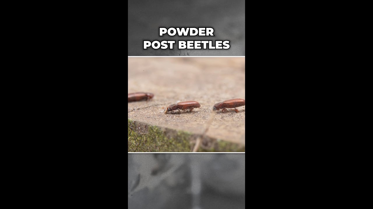 Tiny Holes In Wood Mean Powder Post Beetle Activity #shorts #wooddestroyinginsects