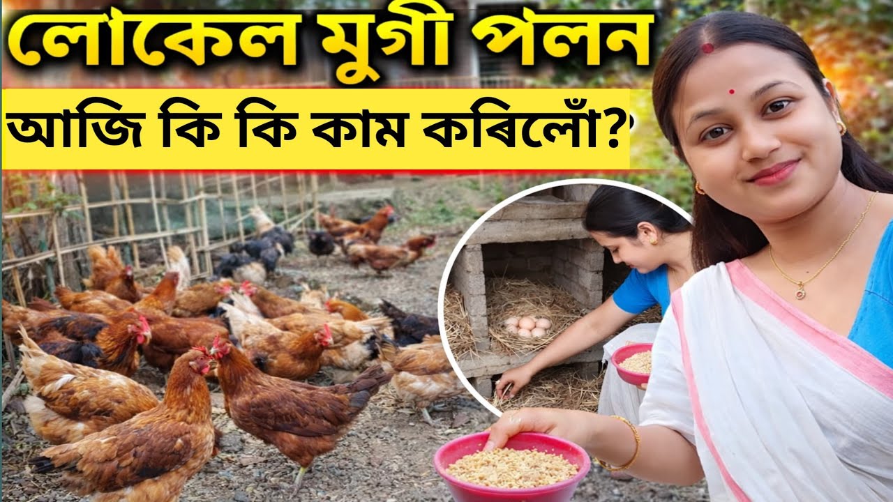 লোকেল মূৰ্গী পালন – আজি কি কি কাম কৰিলোঁ? Local murgi forming 🐓🐔🐔