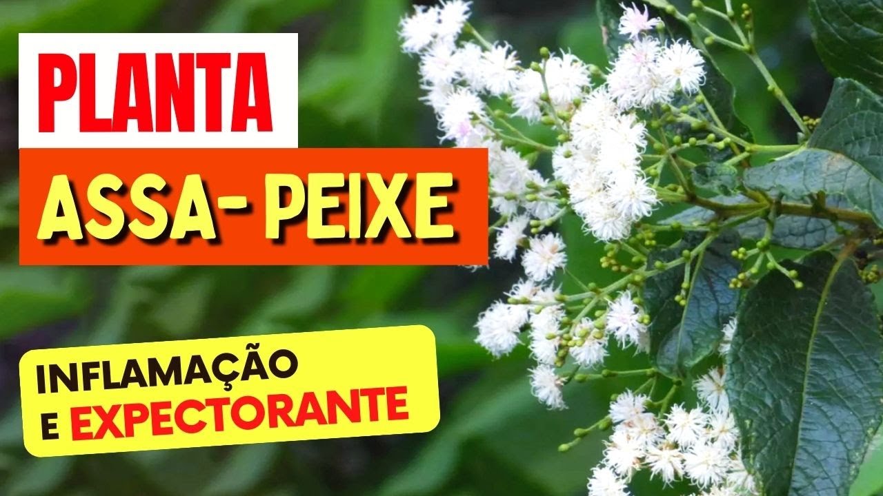 Planta para INFLAMAÇÃO, EXPECTORANTE, DESINCHAR e mais - Benefícios da Assa Peixe, Como Usar e Dicas