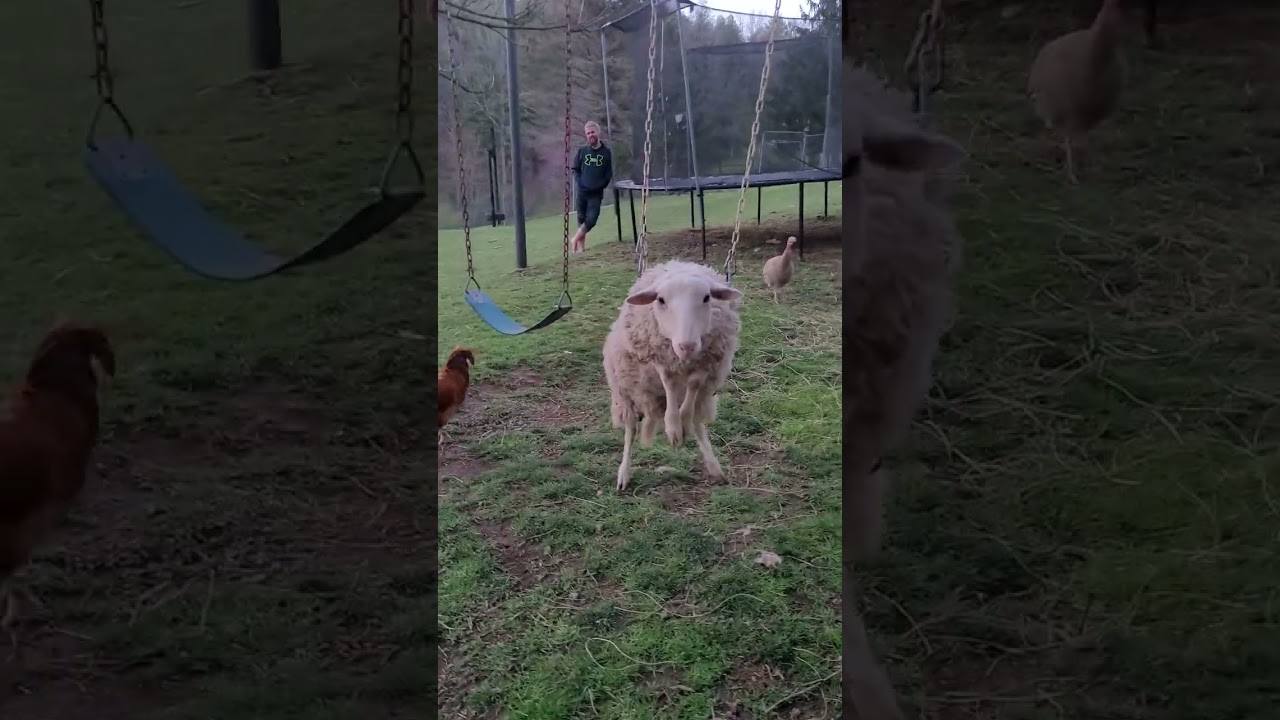 Sheep Struggles After Getting Stuck on Swing - 1417797