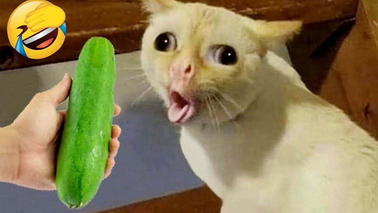 You Laugh You Lose 🤣 Funniest Cats and Dogs 2026 😘 #funny_videos #funny_animals #animals