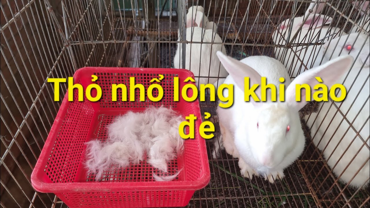 Thỏ nhổ lông khi nào mới đẻ, trại thỏ tỷ đô