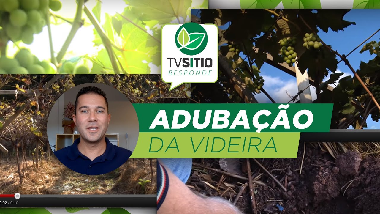 Aduba&ccedil;&atilde;o da videira (Embrapa responde)