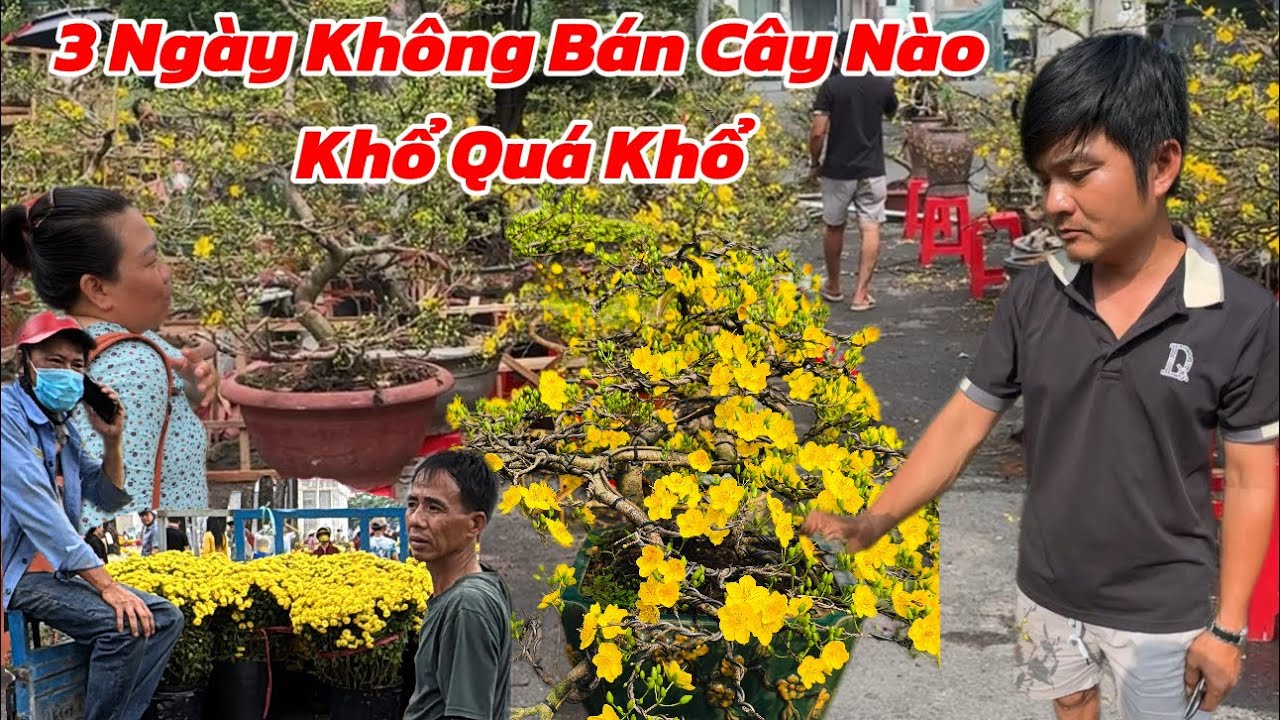 ✅Hoa Tết công viên 23/9: thanh niên 3 ngày không bán được cây nào, chị gái xổ mai 100-200-300