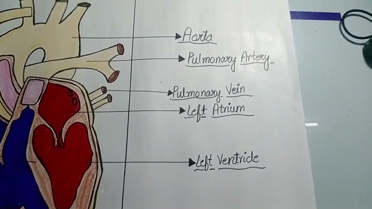 Human heart diagram