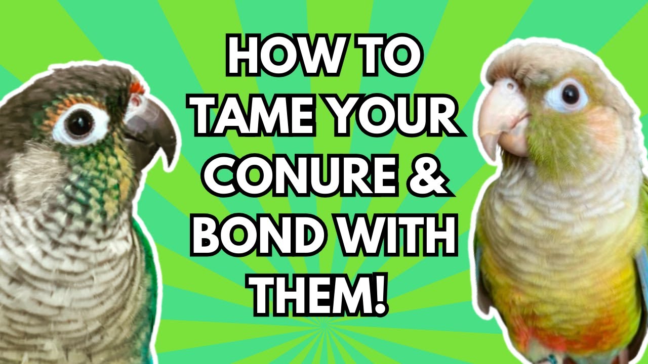 Green Cheek Conure Bonding  Taming Tips | How to Bond With &  Tame a Green Cheeked | BirdNerdSophie