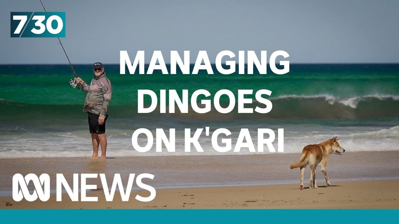 Tourists&rsquo; irresponsible behaviours linked to rise in dingo attacks on K&rsquo;gari | 7.30
