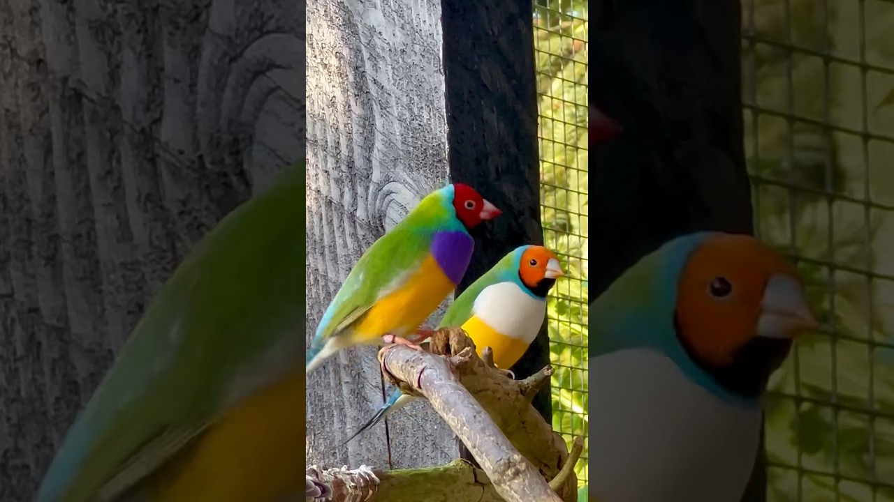 My Large Green Outdoor Bird Aviary with finches, waxbills, softbills #birds Bird Sounds, finch call