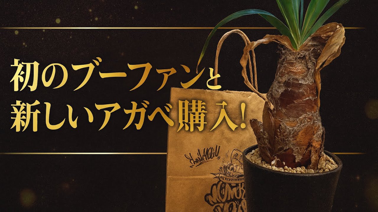 初のブーファンとアガベ購入！