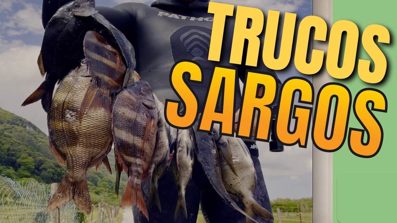 Tutorial de SARGOS a PESCASUB por especies. MINI-DOCUMENTAL. 