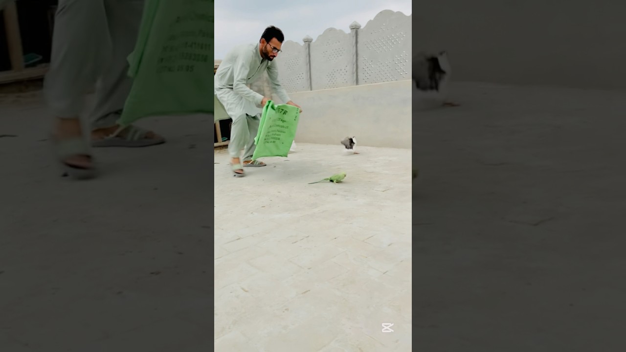 Finally Catch A Green Parrot #parrot #parrotlover #greenparrot #shorts #gabbarpethouse
