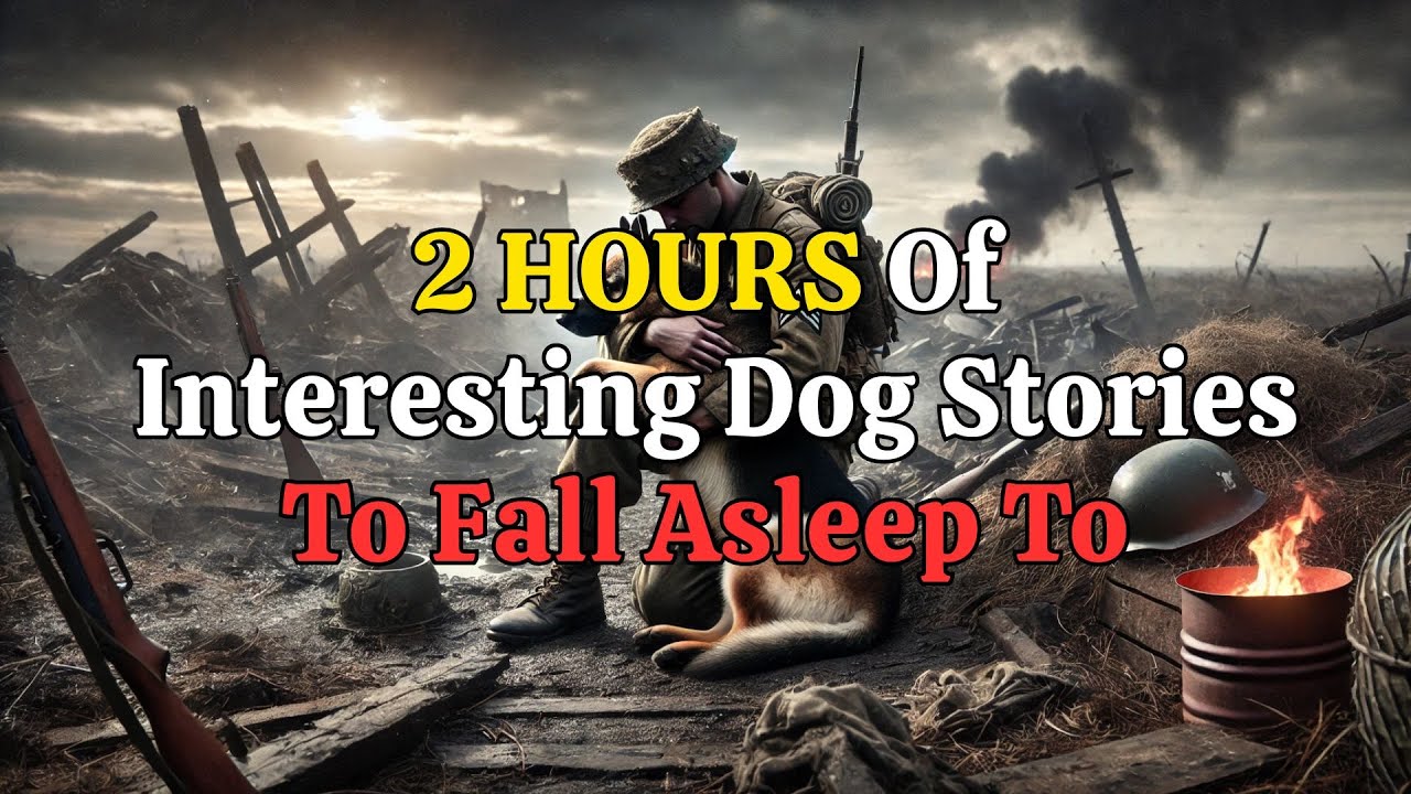 Inspiring Dog Stories of Loyal Dogs and Their Unwavering Love for a Restful Night