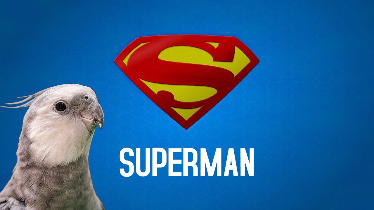 Superman Silbada - Superman Whistle - Educa Tu Ninfa