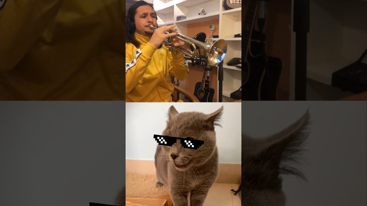 Most Viral Cat Song 🙀😹 #cat