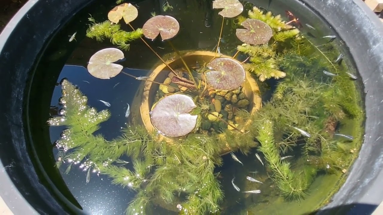 Medaka pond, Ranchu pond