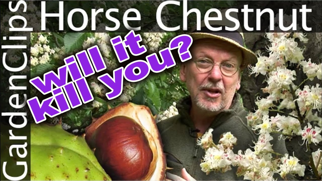 Horse Chestnut Tree - Aesculus hippocastanum - Is it edible?