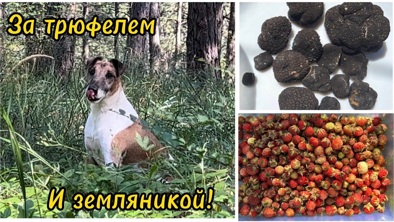 За Чёрным Трюфелем с собакой!плюс сбор земляники!😉👍и это тоже тихая охота только с граблями!2023