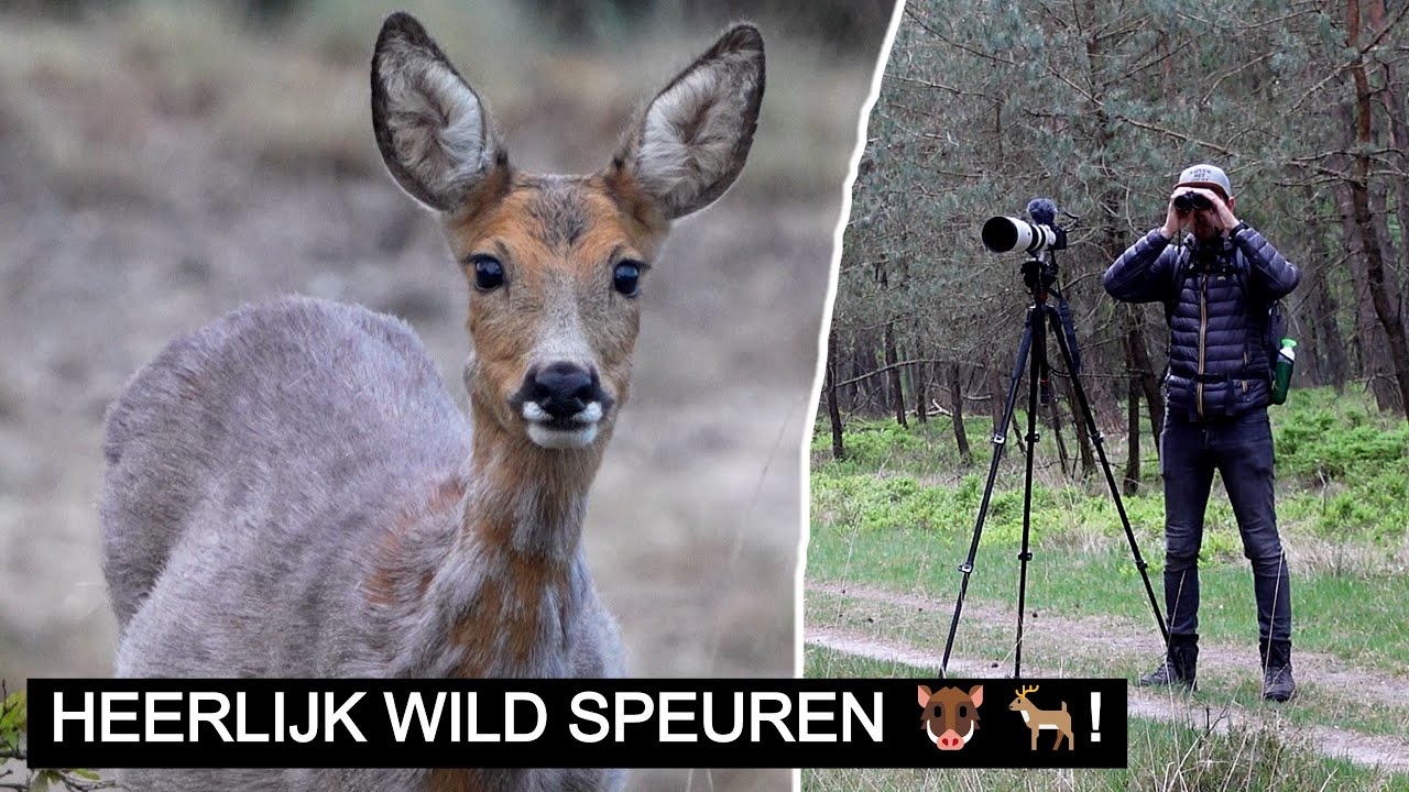 #259: Op zoek naar wild rond de Posbank! | Sony A7 IV
