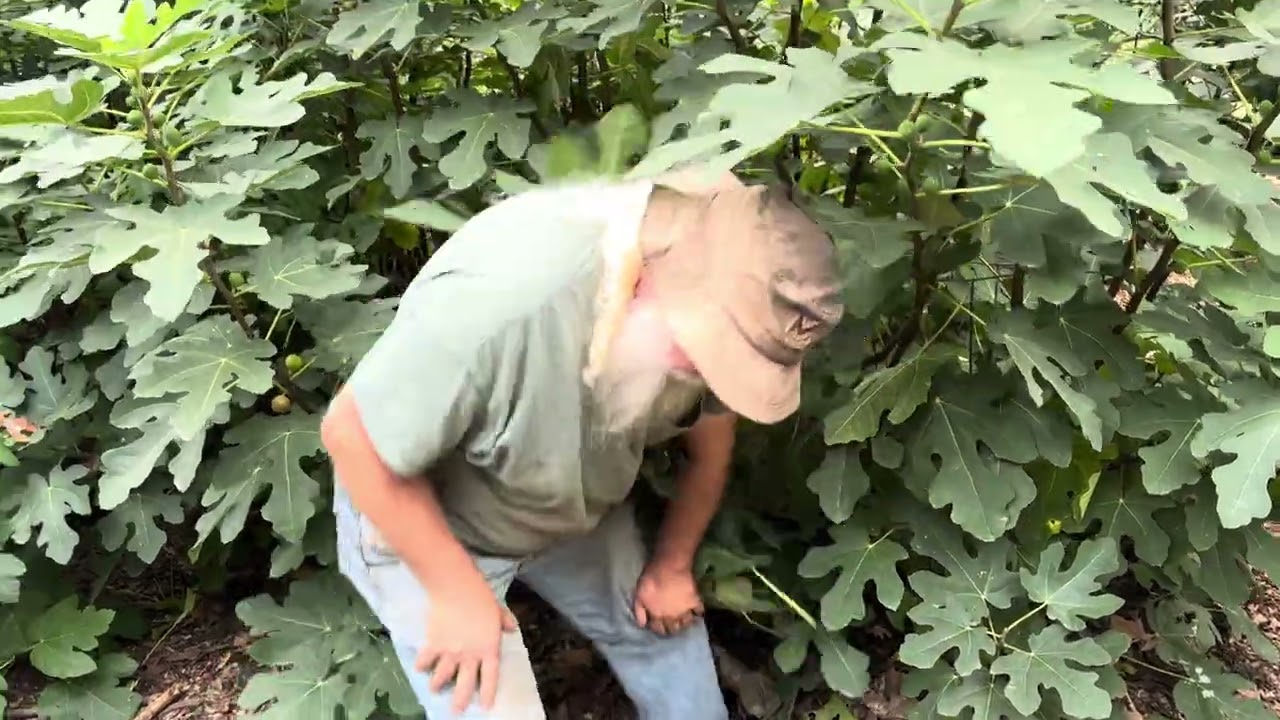 Обновление Карвалью