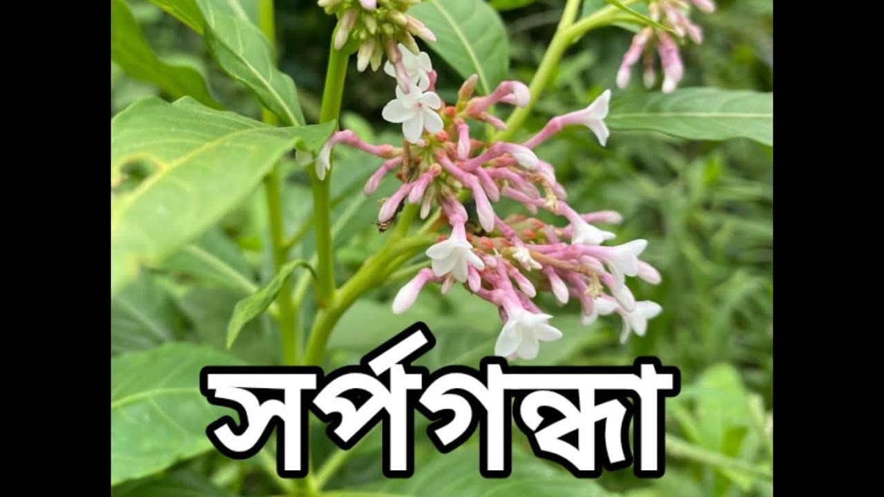 সর্পগন্ধা