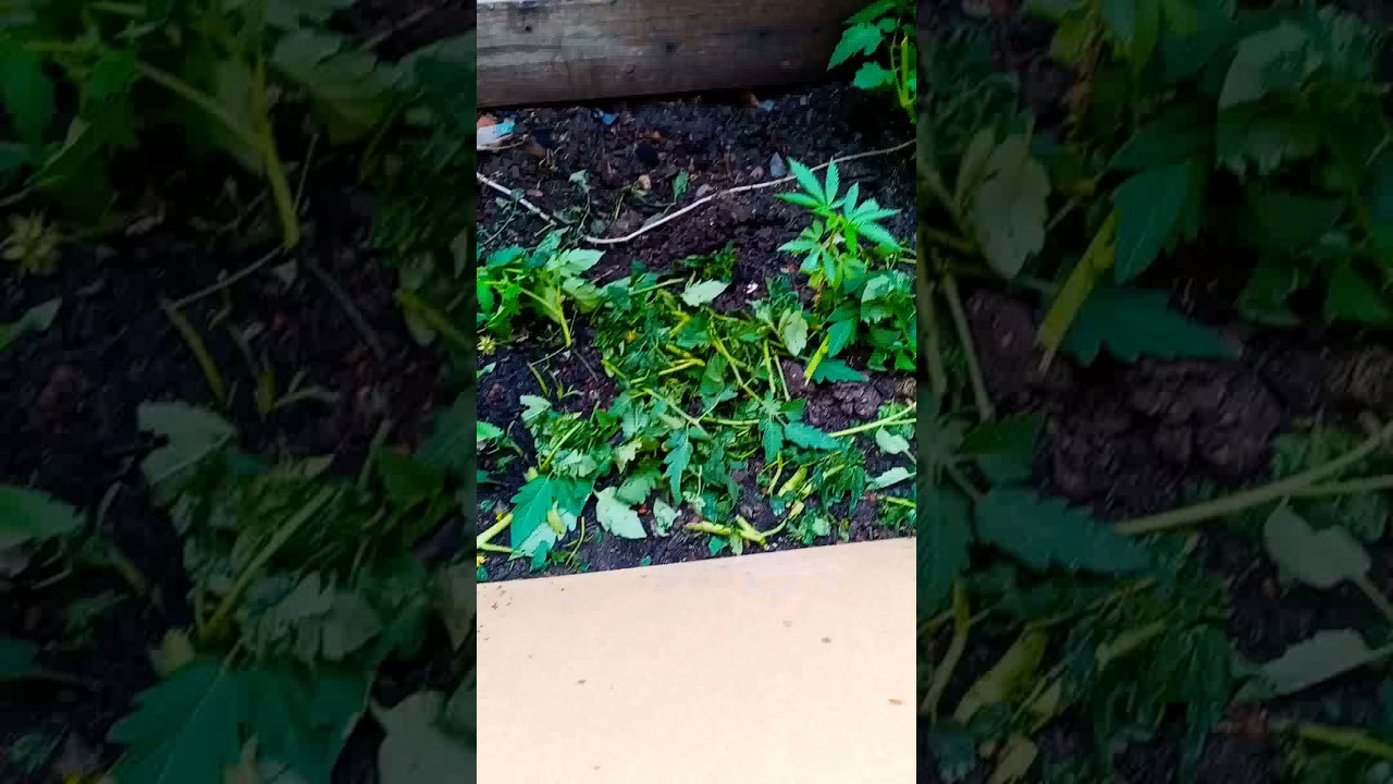 part 1 how to grow organic weed 101