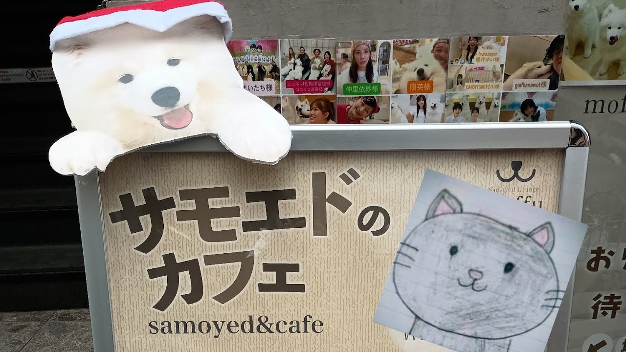 【サモエドカフェ】サモエドカフェに行ってきたら超癒された件