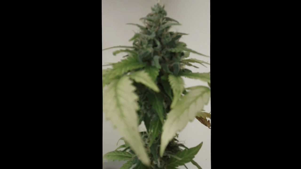 auto Berry 4 dayz til (The Harvest) part 4